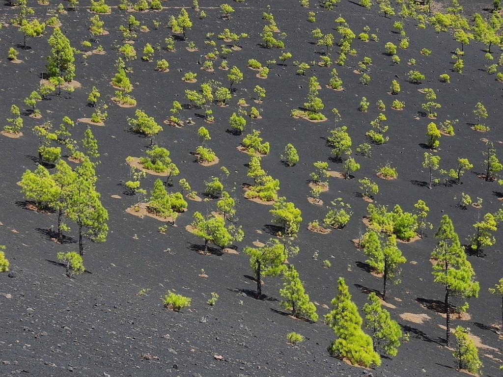 Schwarzsandiger, kiefernbestandener Hang des Volcn Martn, La Palma, Oktober 2013.