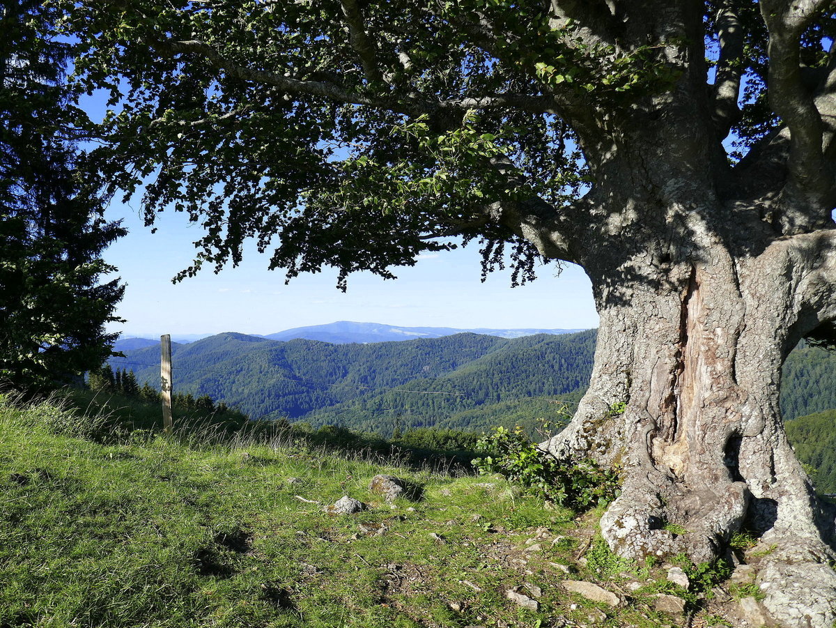 Schwarzwald, am Geiersnest /St.Ulrich mit Blick nach Norden, Juli 2020