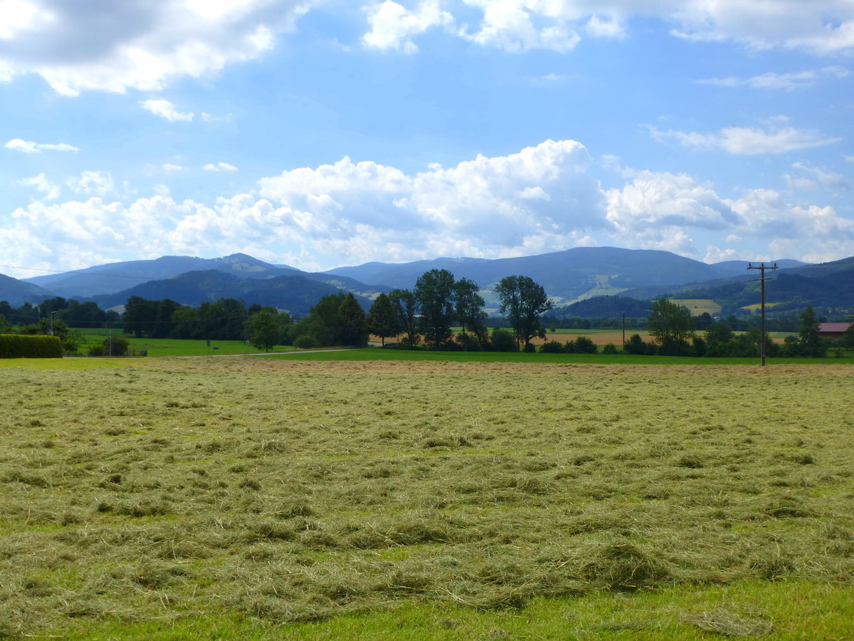 Schwarzwald, Heuernte im Dreisamtal östlich von Freiburg, Juni 2018