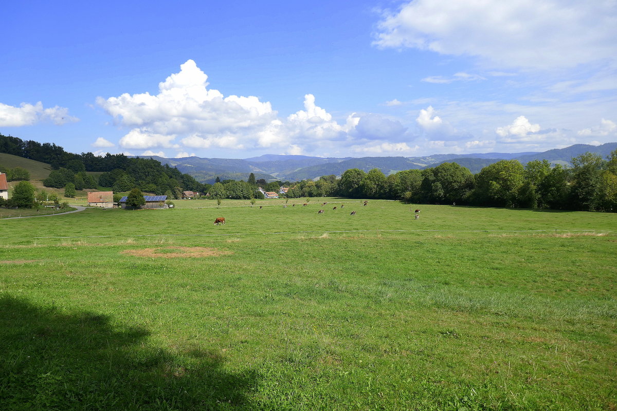 Schwarzwald, Landschaft im Dreisamtal zwischen Kirchzarten und Oberried, Sept.2020