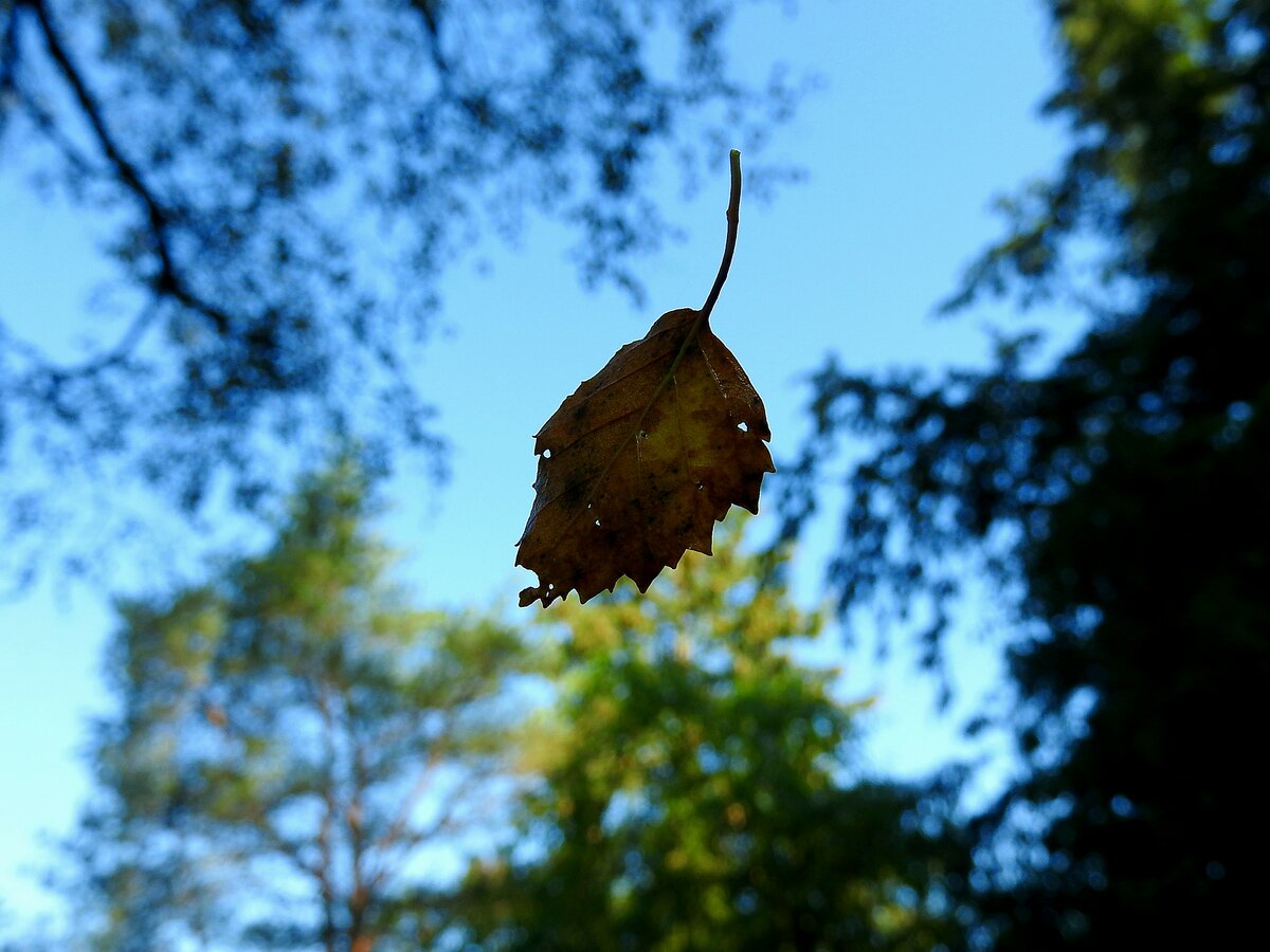 Schwebend, bzw. herabfallendes Birkenblatt; 230929