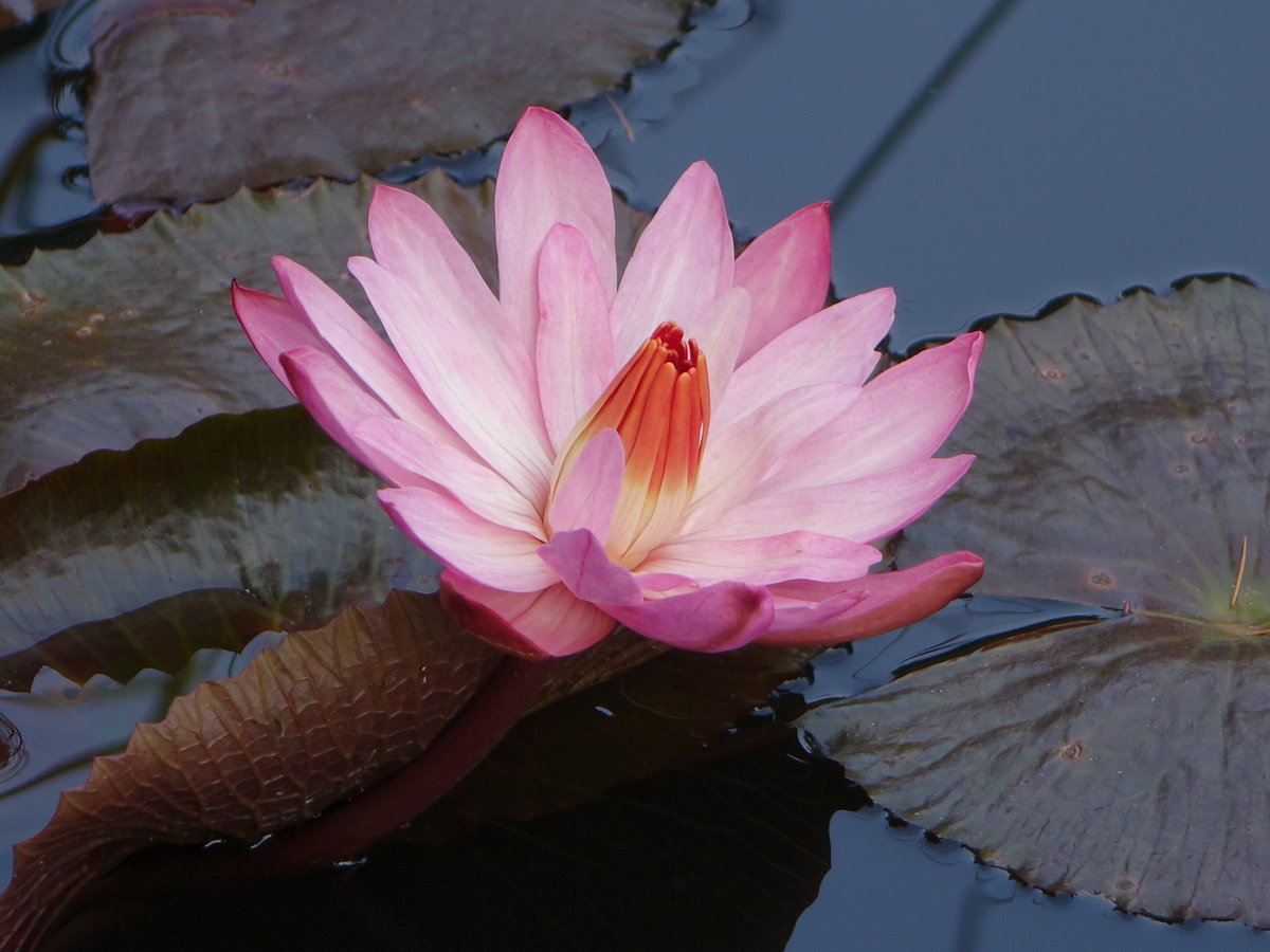 Seerose in einem Teich auf der Isola Madre, Lago Maggiore (06.10.2019)