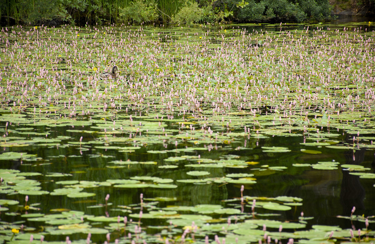 Seerosen auf dem Källtorpsjön südöstlich von Stockholm. Der See liegt im Naturschutzgebiet Nackareservatet. Aufnahme: 28. Juli 2017.