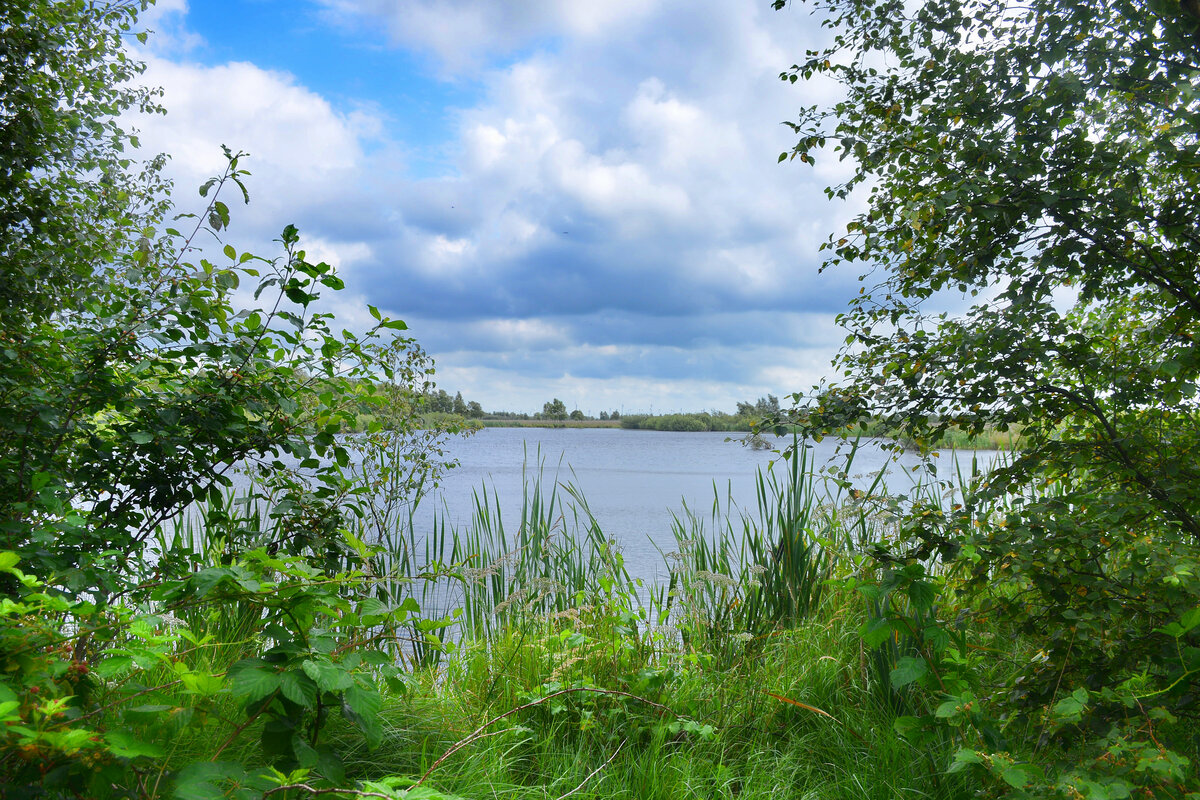 Seit 1984 steht das Frøslev-Jardelunder Moor auf deutscher Seite und seit 1985 auch auf dänischer Seite unter Naturschutz. Einst wurde das Moor trockengelegt, um Torf abzubauen. Doch 1988 unterzeichnete das Land Schleswig-Holstein und Sønderjylland das grenzüberschreitende Programm zur Renaturierung. Dieses Programm wurde zwischen 1993 und 1995 umgesetzt. Aufnahme: 30. Juli 2023.