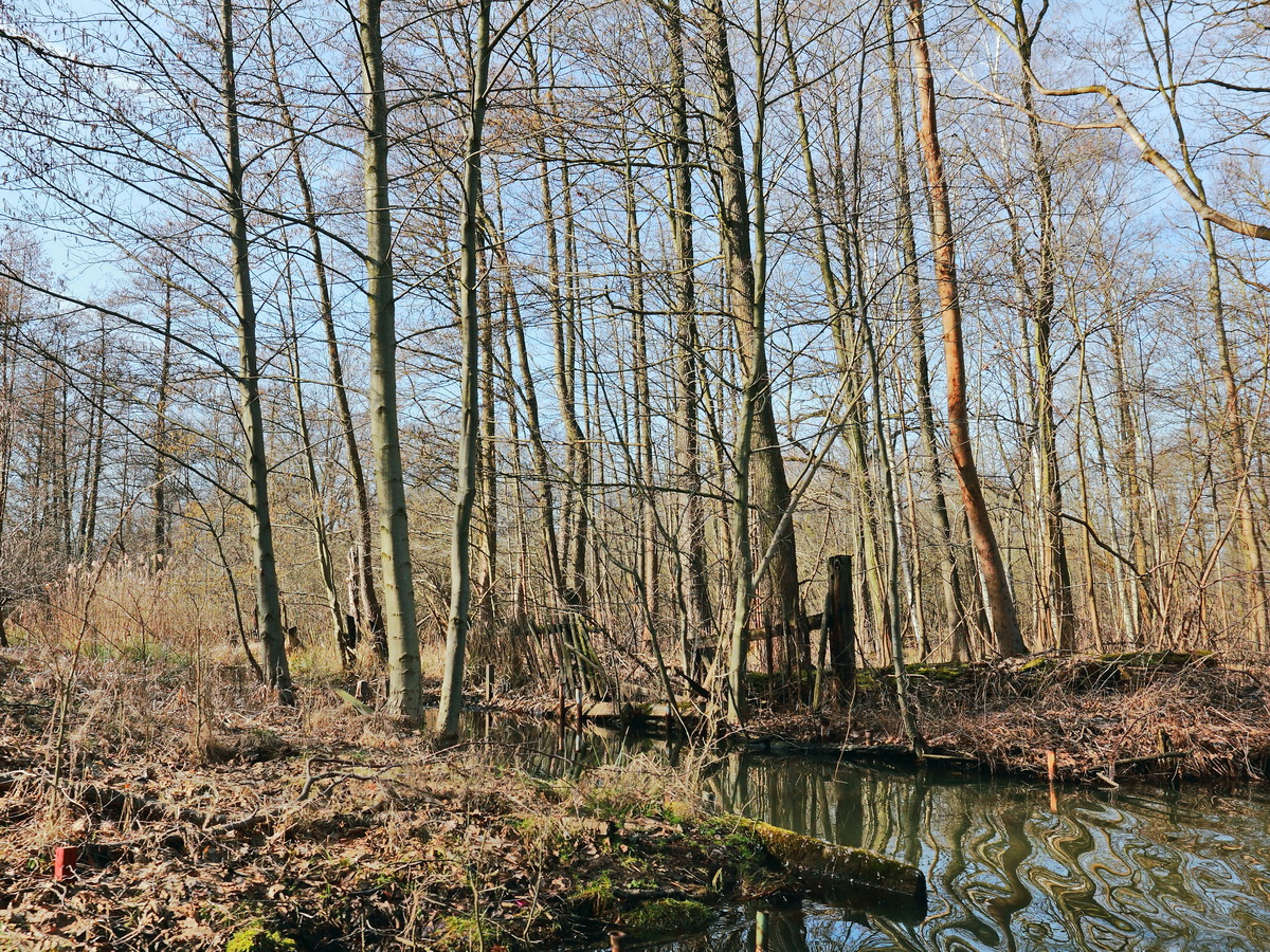 Seitenarm der Spree bei Lübbenau bei einer Kahnfahrt am 04. März 2017.