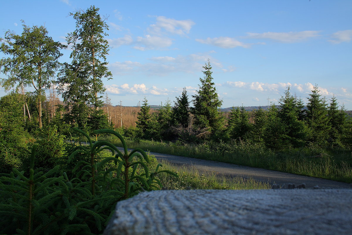 Sich umbauender Wald an der Hahnenkleer Waldstraße; Aufnahme vom Abend des 11.06.2022...