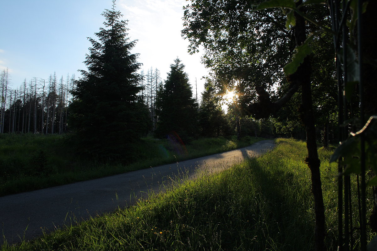 Sich zum Untergehen anschickende Abendsonne in der Wildnis an der Hahnenkleer Waldstraße; Aufnahme vom 11.06.2022...