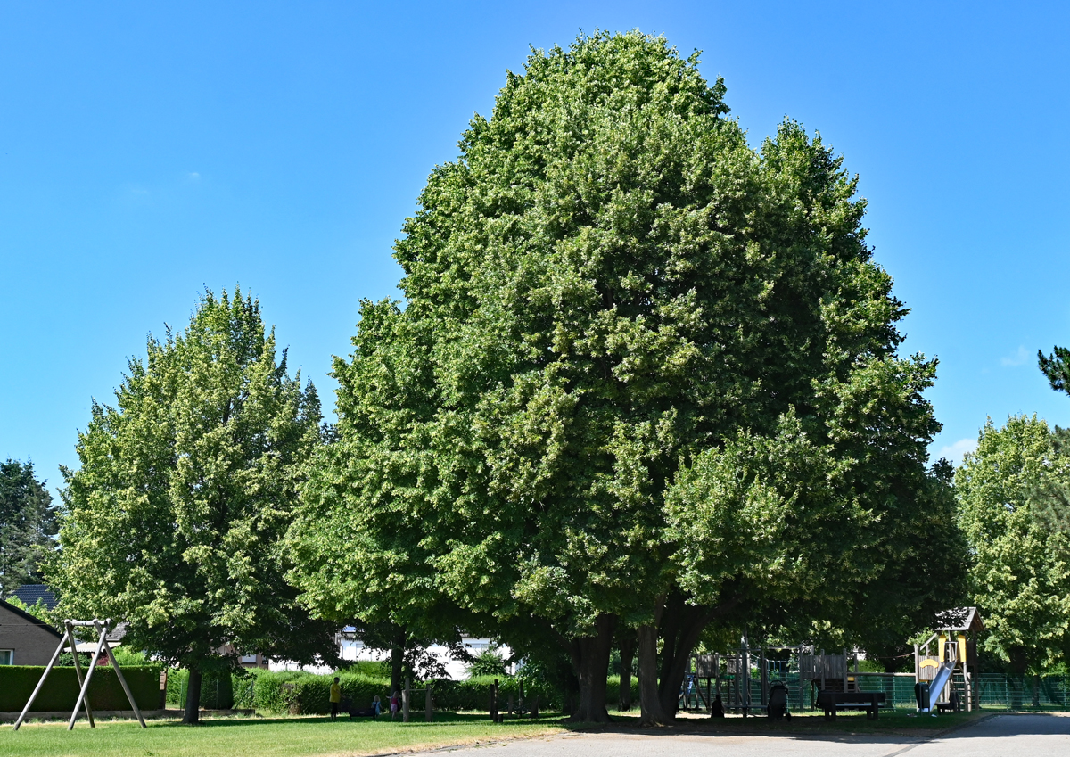 Silberlinde bei Euskirchen  - 24.06.2023