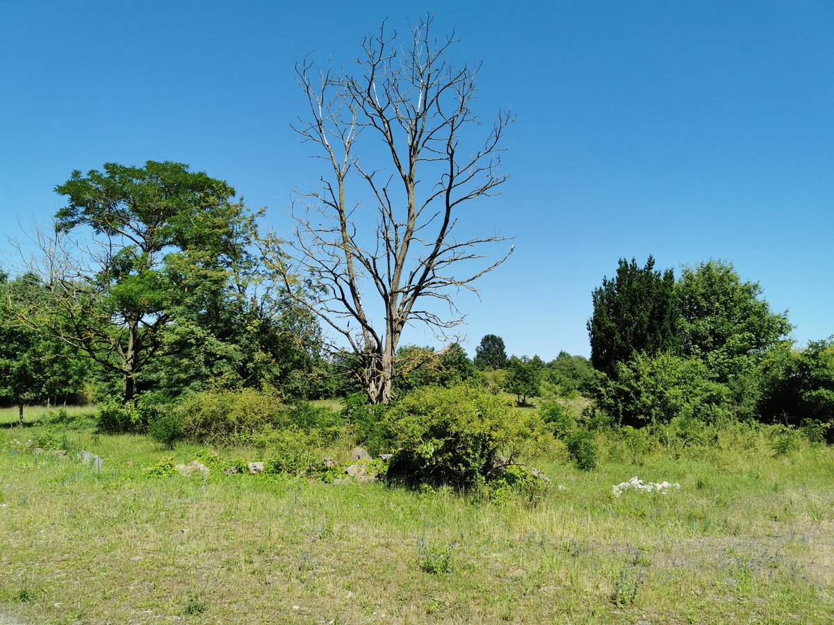 Silhouette eines abgestorbenen Baums im grün einer Lichtung auf der Hohen Warte (10. Schneise) bei Fernwald Annerod. Aufgenommen bei bestem Wetter am 24.06.2020.