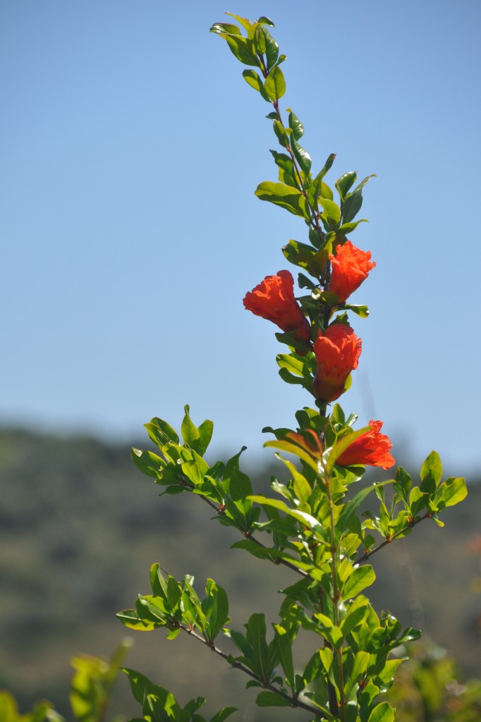 SILVES, 06.05.2014, Hibiskus (?) an einer Levada an der Ribeira de Odelouca