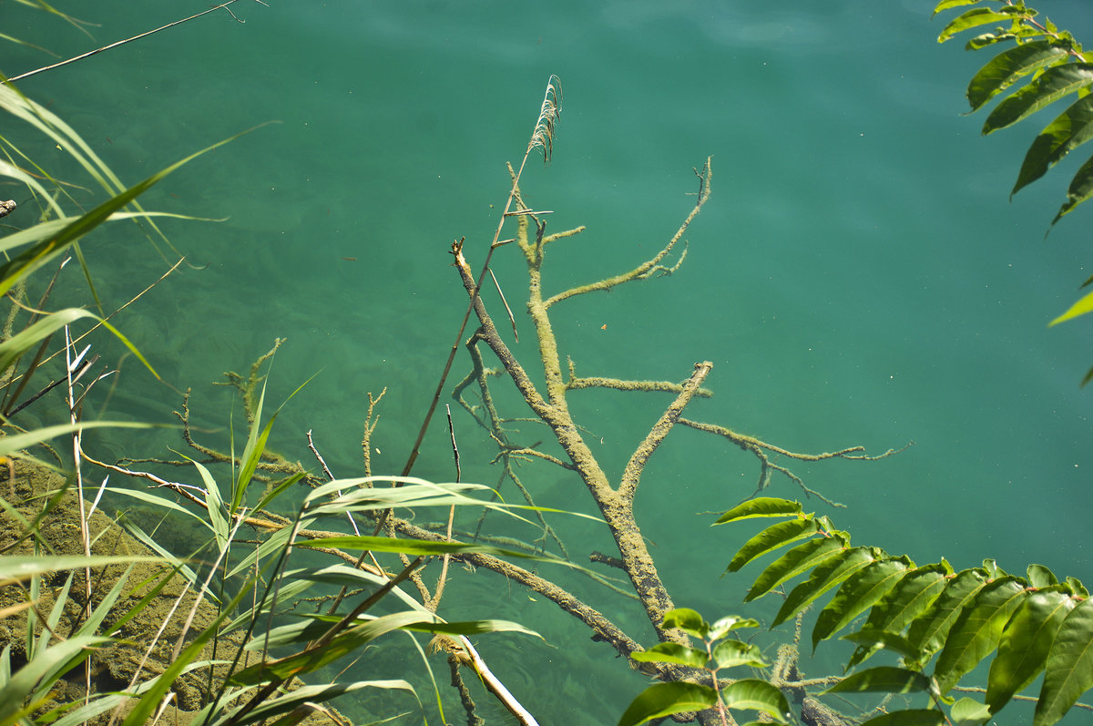 Smaragdgrünes Wasser im Bleder See (slowenisch: Blejsko jezero) in Slowenien. Aufnahme: 2. August 2016.
