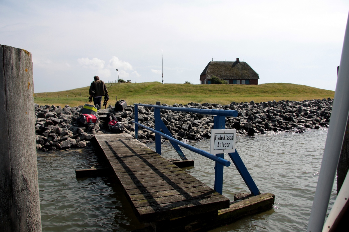 So nah kommt man sonst nicht an die Hallig Habel, es sei denn, man fährt eine Tour mit dem Postboot und zufällig muß ein neuer Vogelschützer von Schlüttsiel geholt werden. Für alle Anderen ist hier Zutritt verboten! Nicht einmal Fiede hat sein Boot verlassen und nur das Gepäck herausgereicht. 