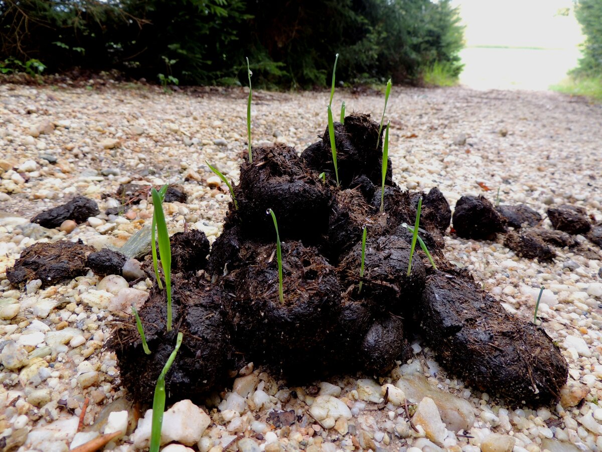 Sofortiger STOPP entlang eines Waldweges! Oder heranspriessende Vegetation nach einem Regenguß aus abgeworfenen Pferdeäpfel; 220904