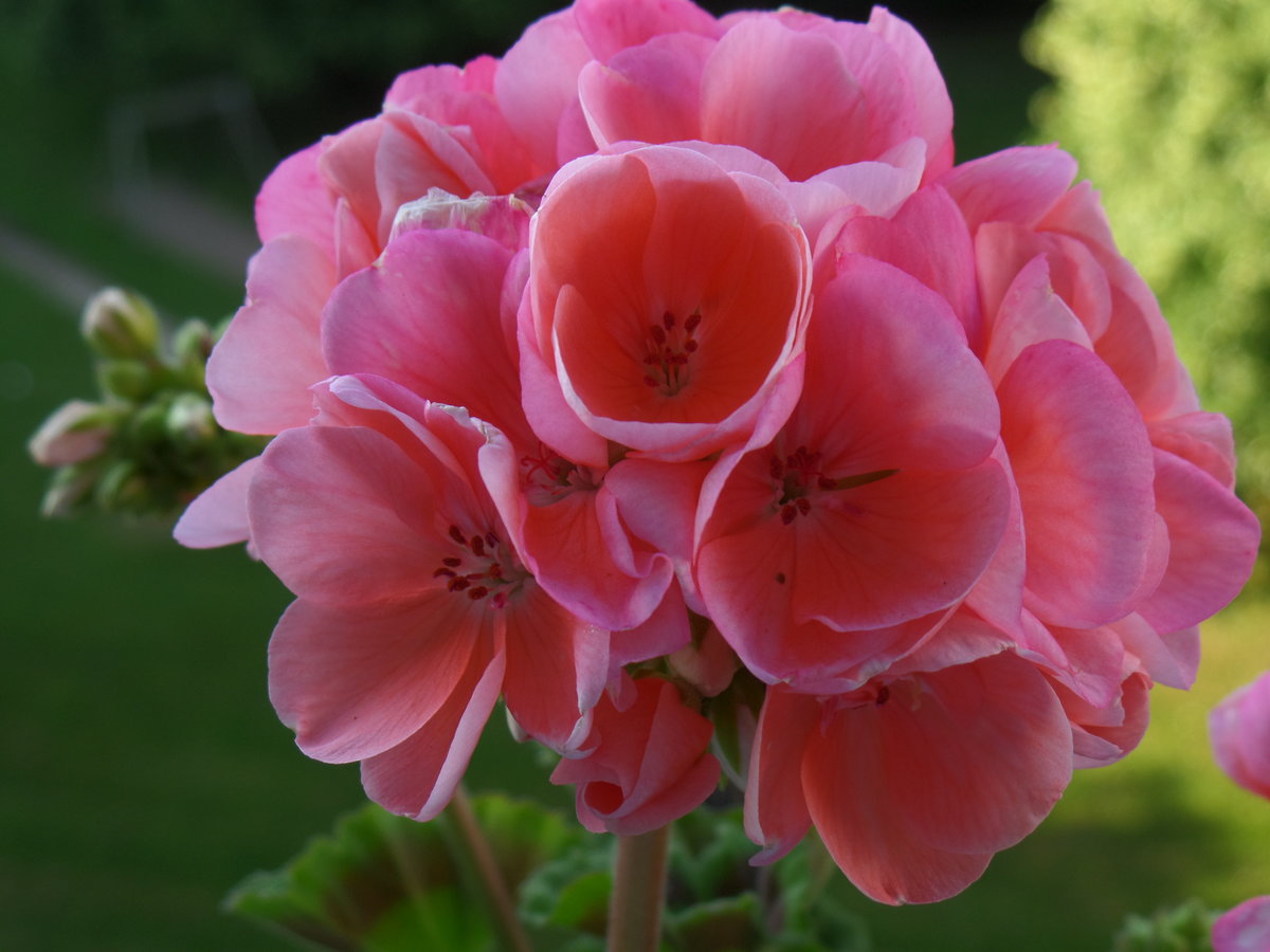 Sommerbepflanzung: Geranie (Pelargonie) im Blumenkasten am 26.5.2018 /