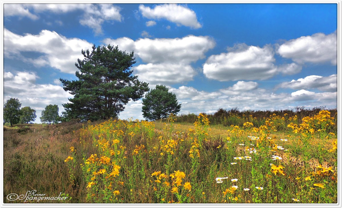 Sommerblumen in der Osterheide, Nähe Hof Möhr, Juli 2016