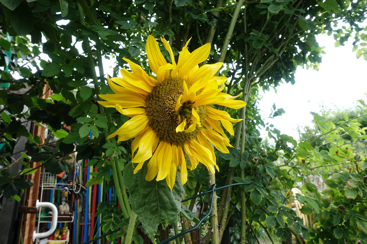 Sommerliche Blütenpracht in einem Hamburger Kleingarten am 30.7.2020 /