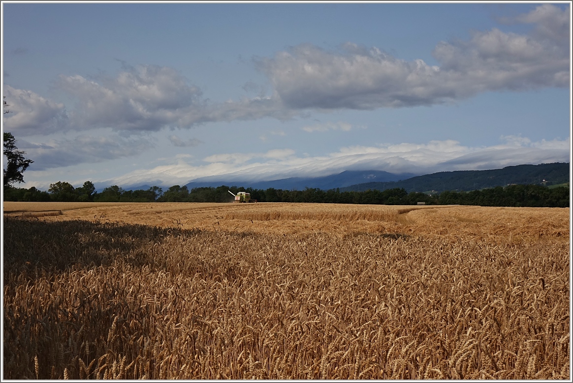Sommerzeit - Erntezeit. Ein Weizenfeld bei Allaman wird geerntet.
(08.07.2015)