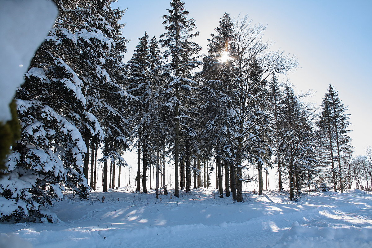 Sonne im Fichtenwald; Aufnahme vom frühen Nachmittag des 13.02.2021 zwischen Braunlage und den Hahnenkleeklippen...