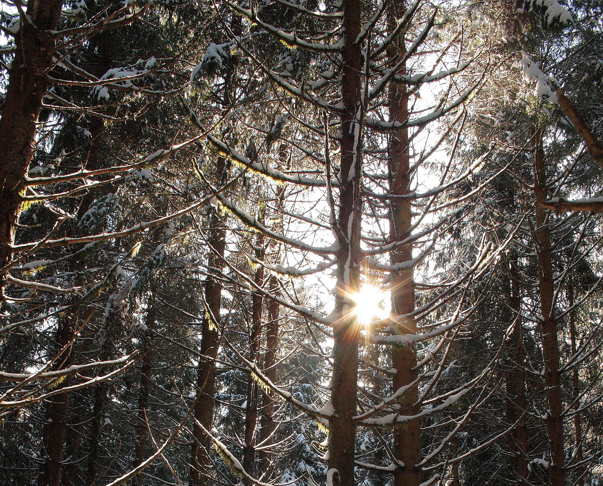 Sonne im Schneewald, irgendwo zwischen Silberteich und Hahnenkleeklippen; Aufnahme vom frühen Nachmittag des 17.02.2016...