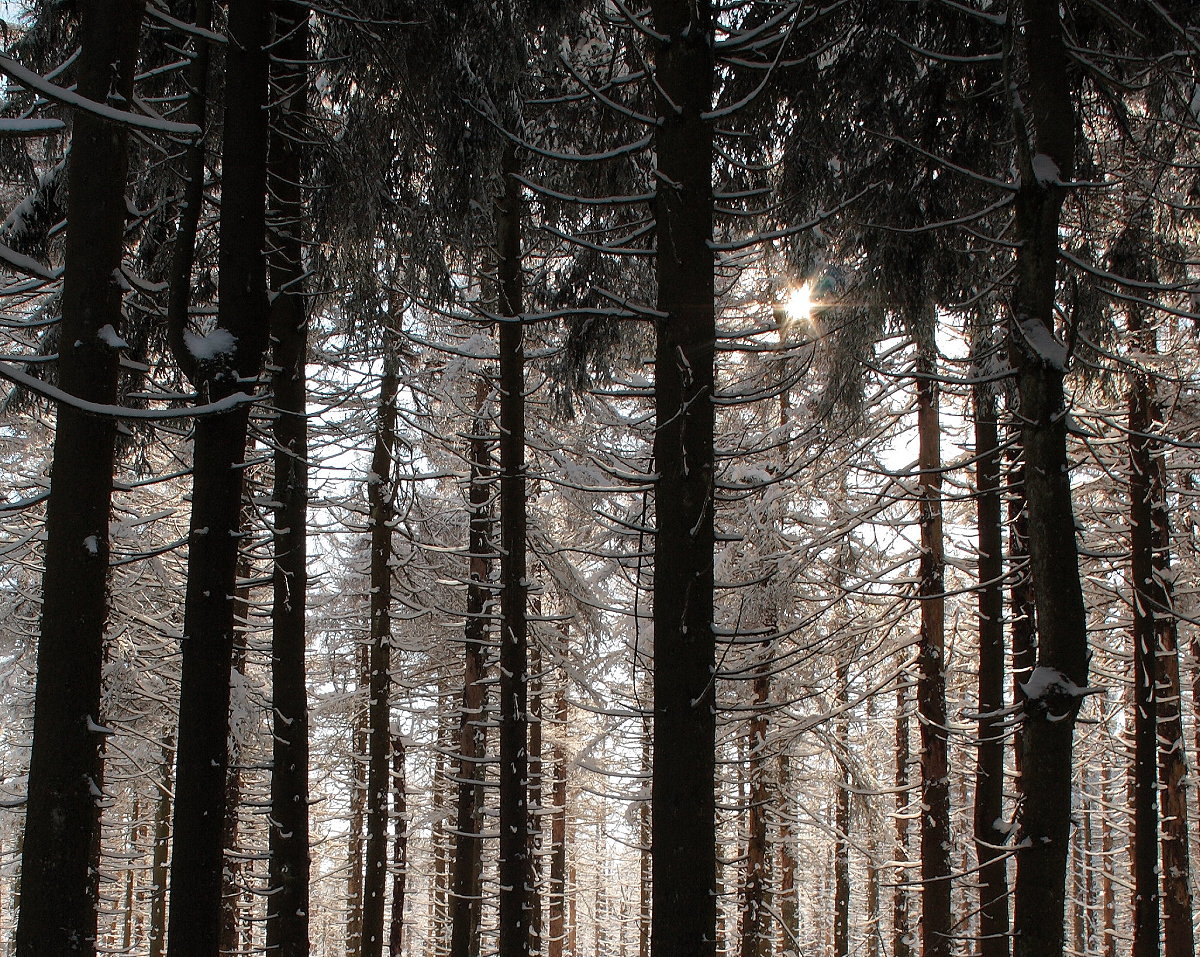 Sonne im Schneewald, Nationalparkwald zwischen Oderbrück und  Dreieckigem Pfahl ; Aufnahme um die Mittagszeit des 14.02.2018...