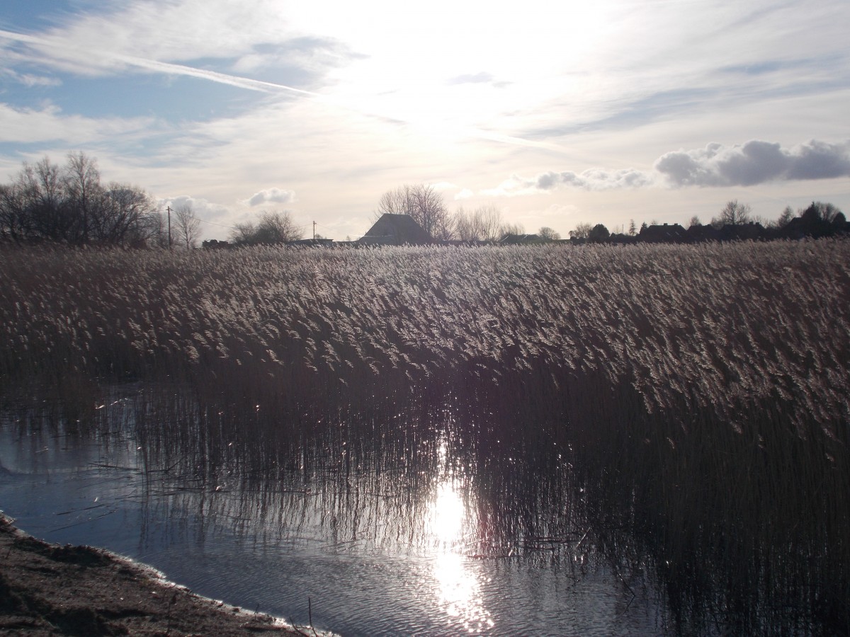 Sonne über dem Schilf am Wreechener See bei Neukamp am 08.Februar 2015.