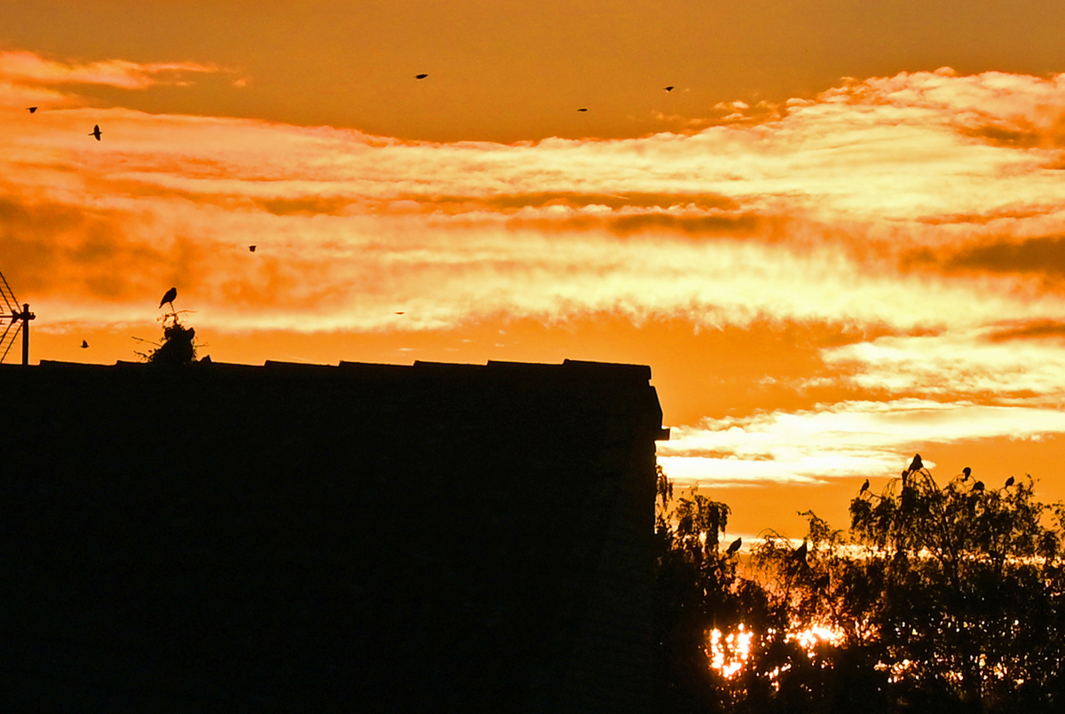 Sonnenaufgang, der Tag beginnt, die Vögel starten den 1. Ausflug des Tages - 26.10.2021