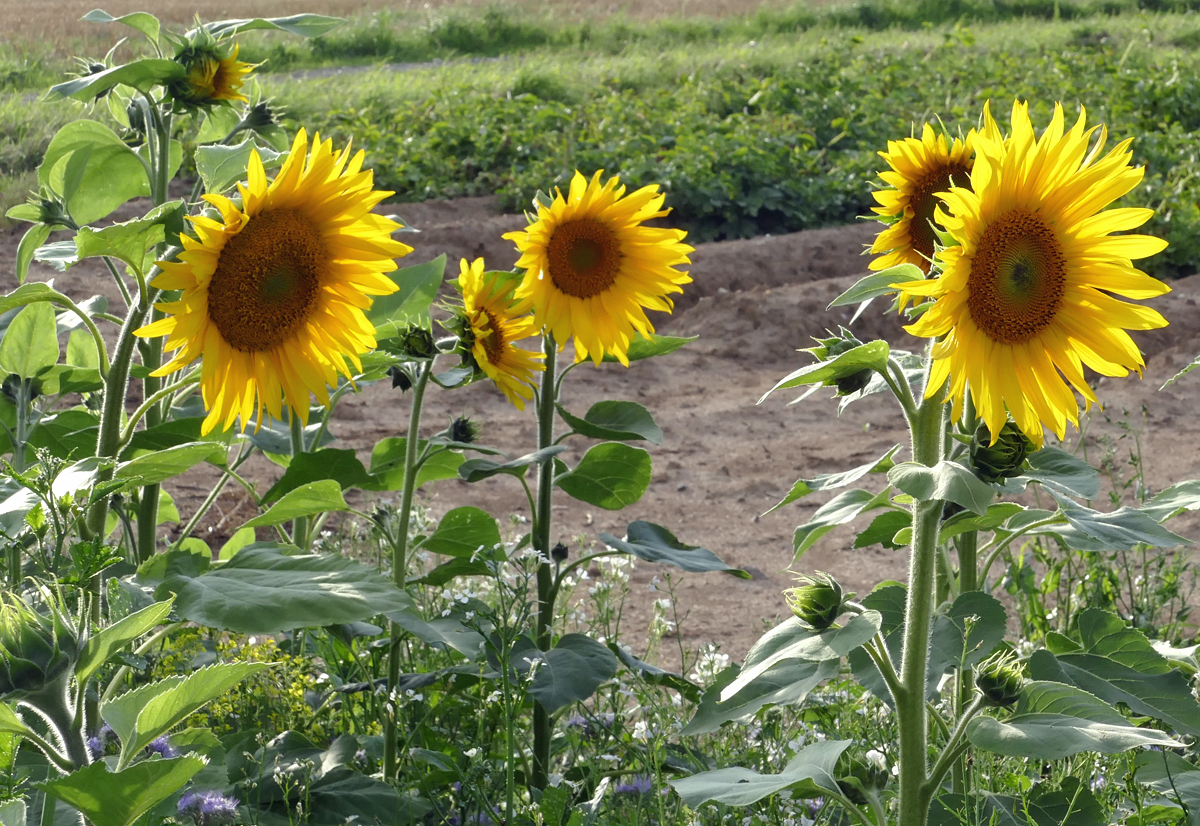 Sonnenblumen am Ackerrand bei Odendorf - 19.08.2019
