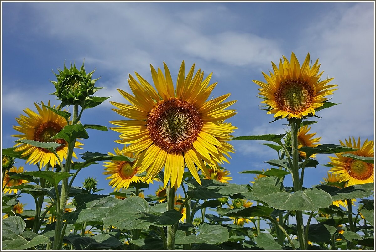 Sonnenblumen strecken sich dem Himmel entgegen.
(04.07.2022)