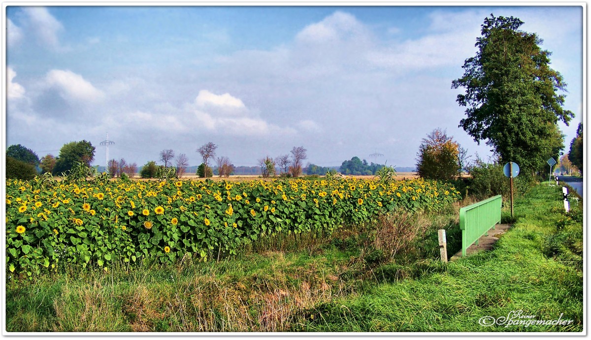 Sonnenblumenfeld bei Bartelsdorf an der Kreisstraße 211, Oktober 2010.