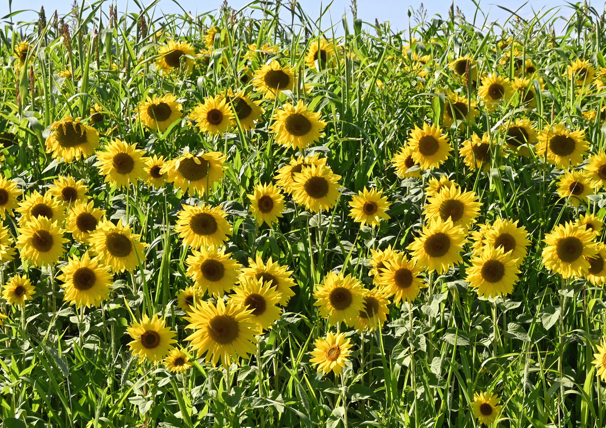 Sonnenblumenfeld bei Eu-Stotzheim - 25.09.2021