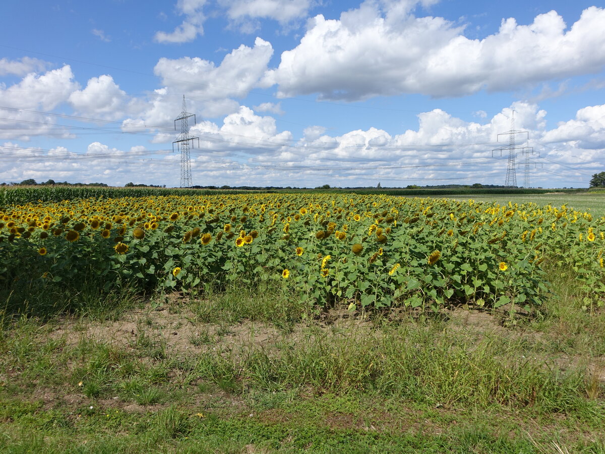 Sonnenblumenfeld bei Nauwalde, Lkr. Meissen (08.08.2021)