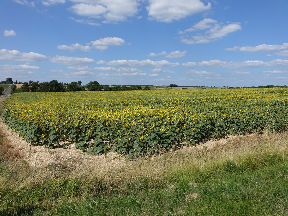 Sonnenblumenfelder bei Gout-Rossignol, Dordogne (23.07.2018)