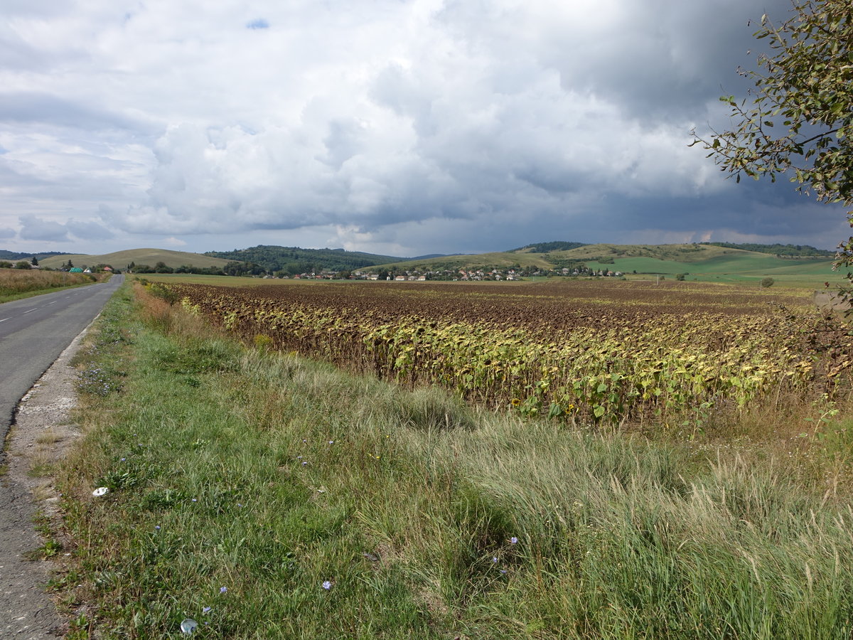 Sonnenblumenfelder bei Özd nahe der slowakischen Grenze (04.09.2018)