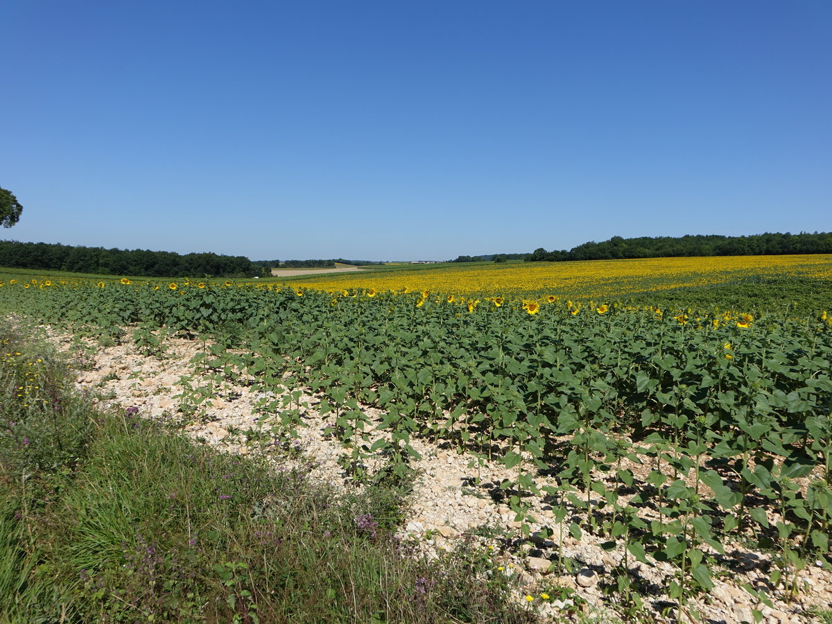 Sonnenblumenfelder in der Charente bei Rouillac (15.07.2017) 