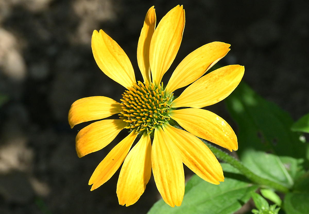 Sonnenhut-Blüte im Garten - 25.07.2021