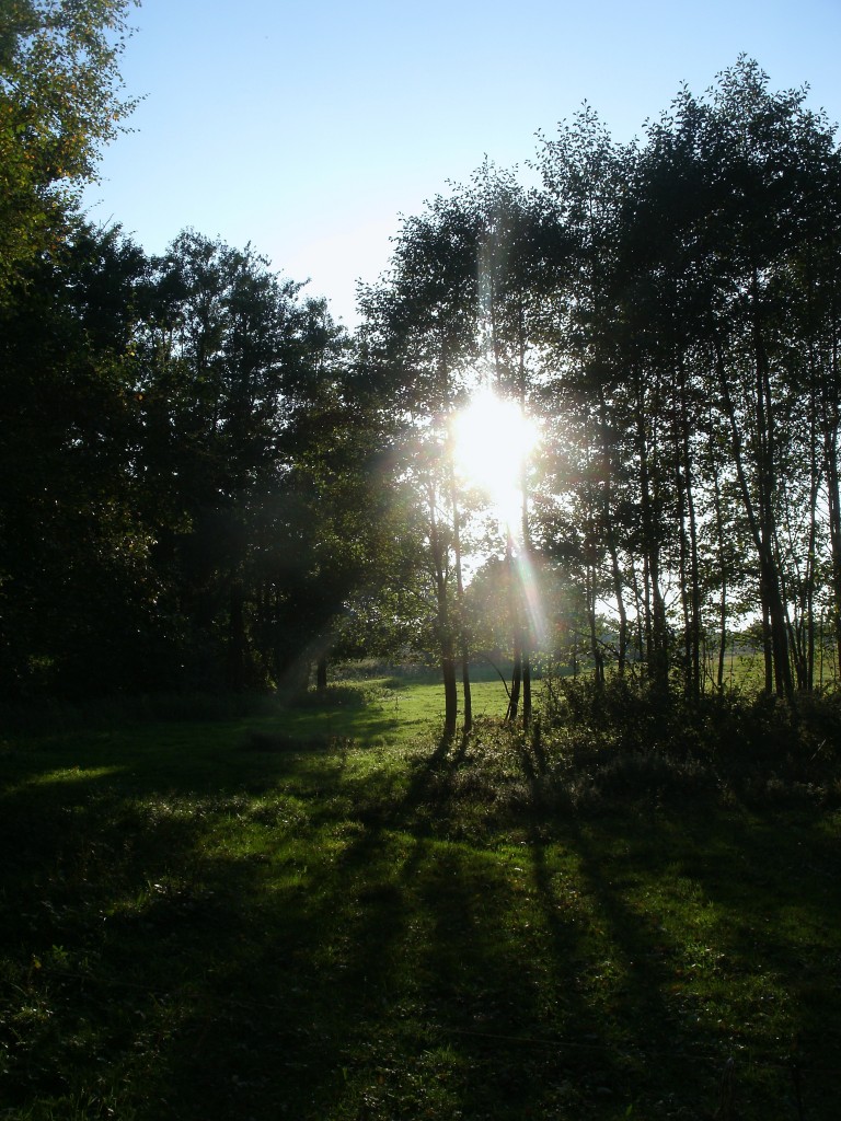 Sonnenspiele durch die Bume bei Bergen/Rgen.Aufgenommen am 07.Oktober 2013.