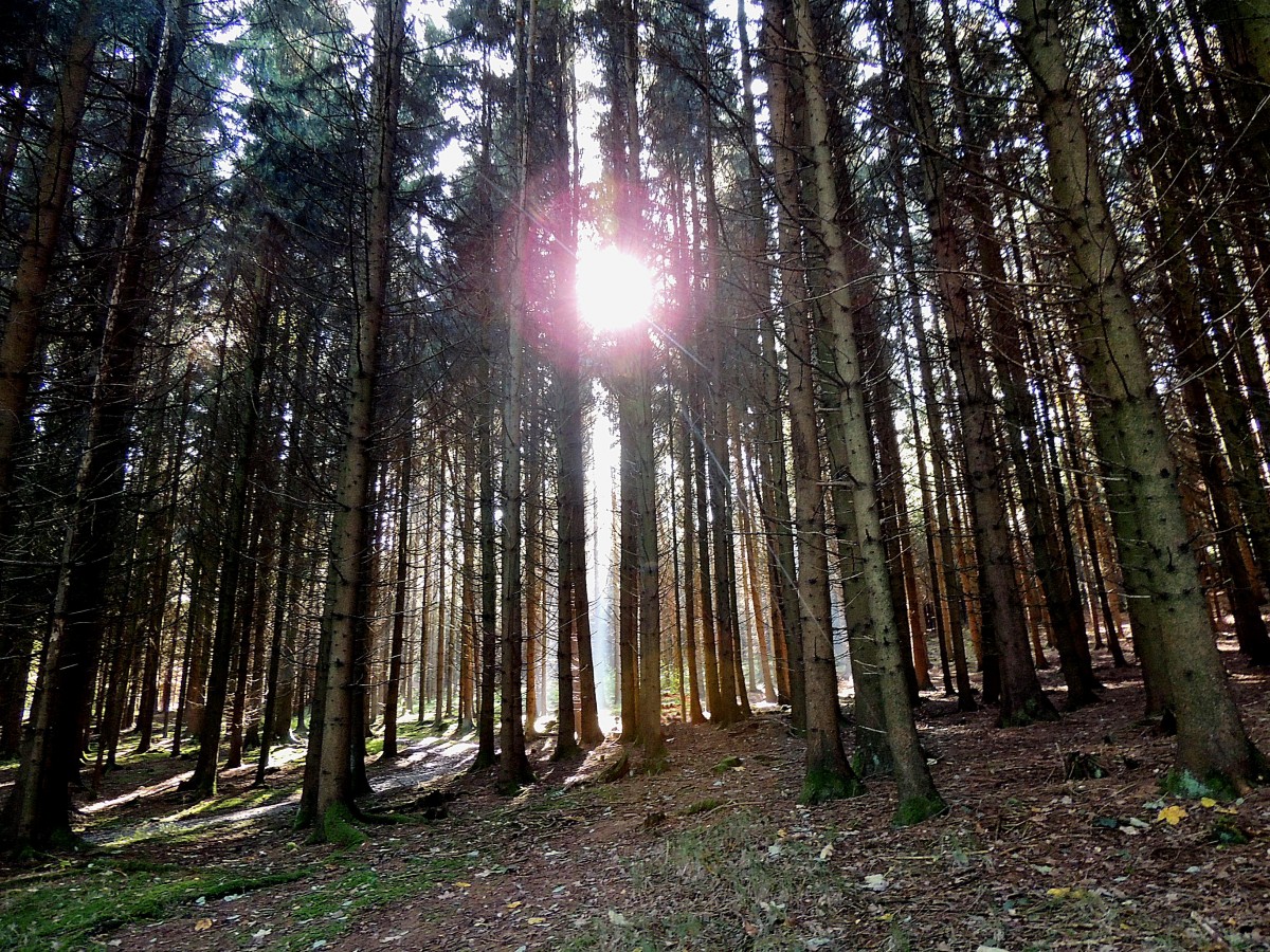 Sonnenstrahlen dringen durch das Gehölz im Leinbergerwald bei Neuhofen/Innkr.; 141019