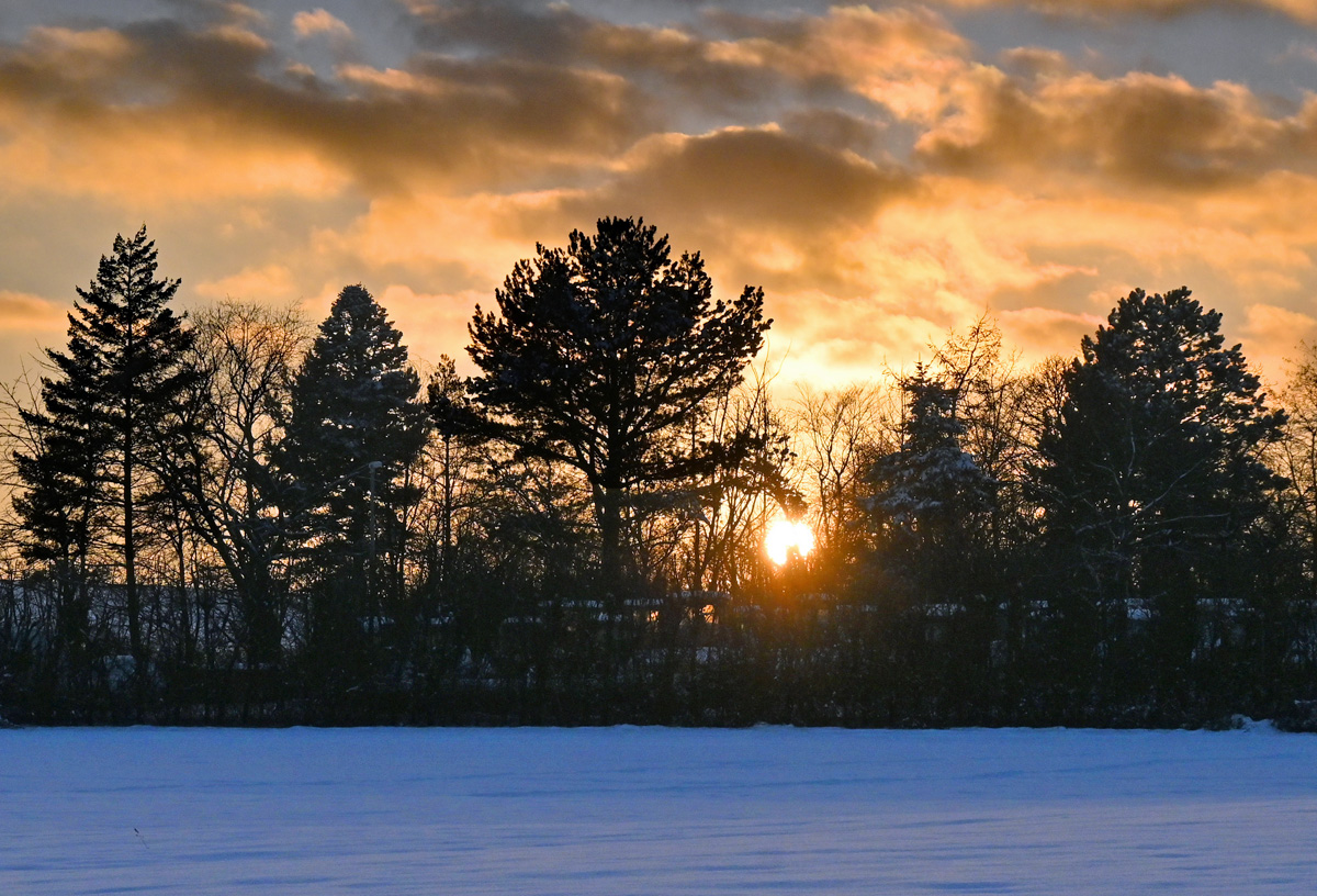 Sonnenuntergang, Abendstimmung, durch die Bäume in der Eifel - 20.01.2024