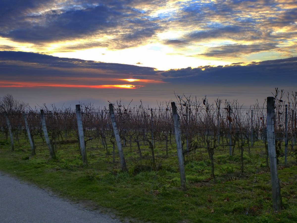 Sonnenuntergang am Lenzenberg im sdlichen Kaiserstuhl, Dez.2016