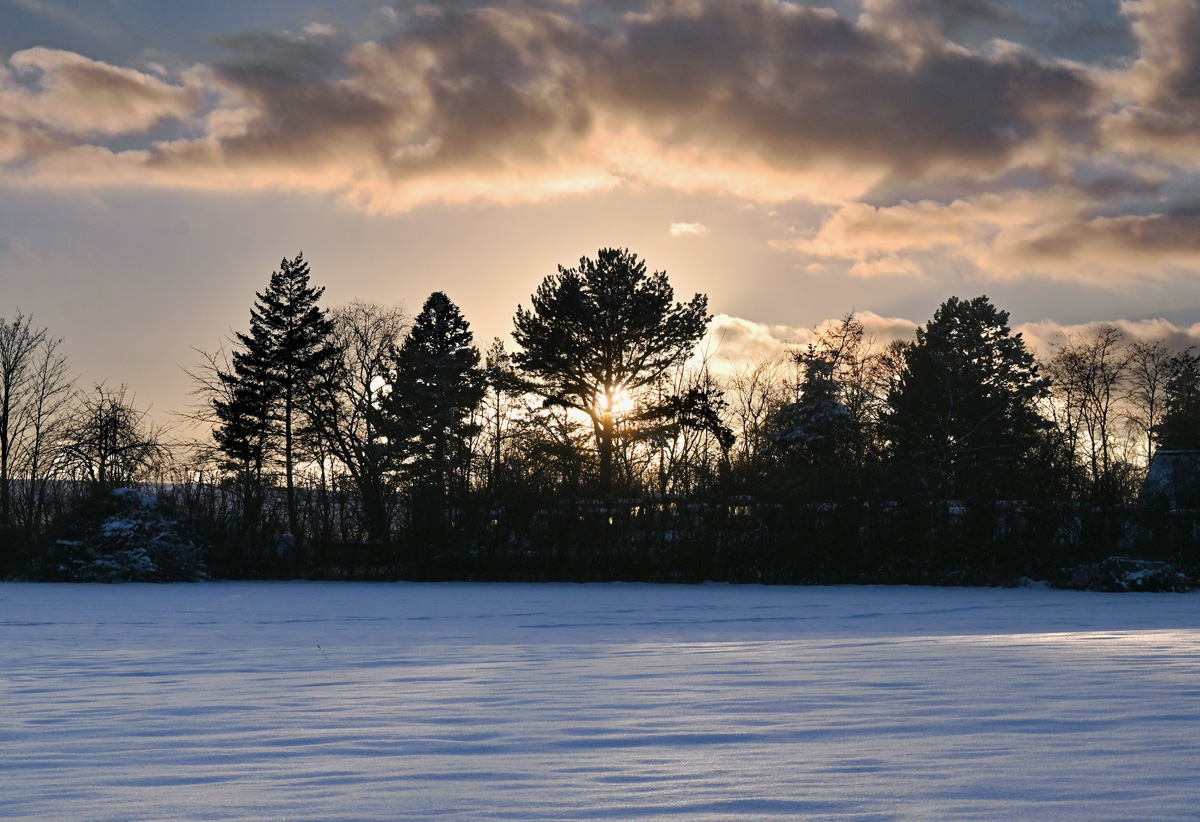 Sonnenuntergang durch Bäume in Eu-Kirchheim - 20.01.2024