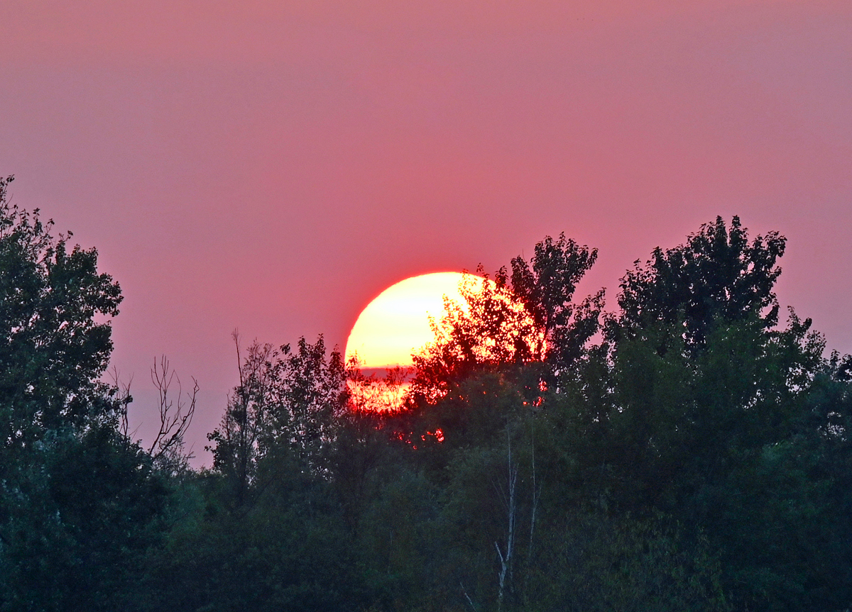 Sonnenuntergang durch Baumzweige bei Euskirchen - 31.08.2022