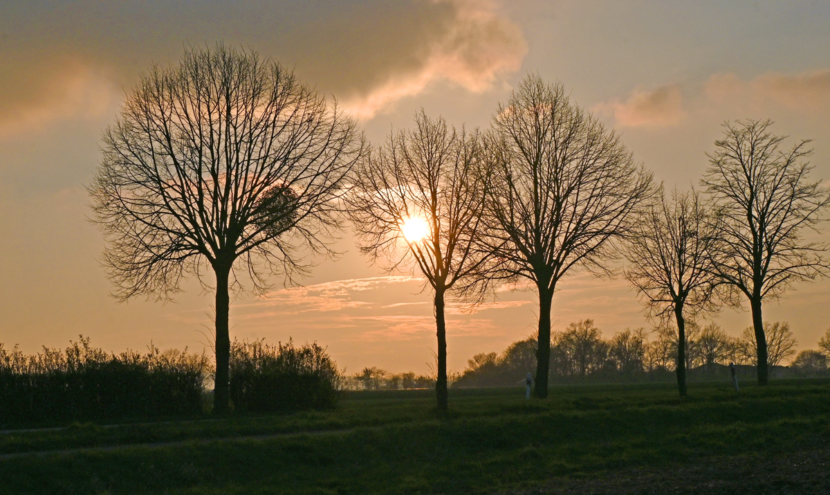 Sonnenuntergang durch Straßenbäume bei Euskirchen - 22.03.2024