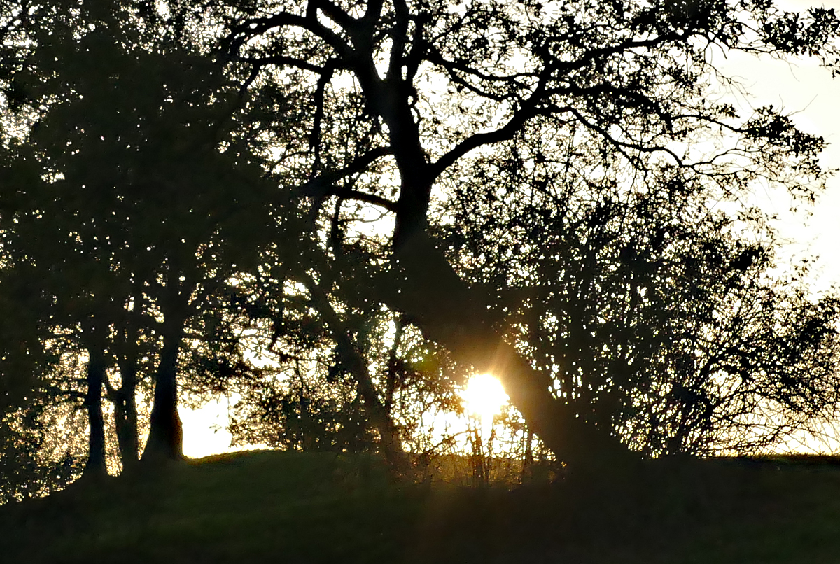 Sonnenuntergang hinter einer Baumgruppe in der Voreifel bei Eu-Kirchheim - 23.10.2019