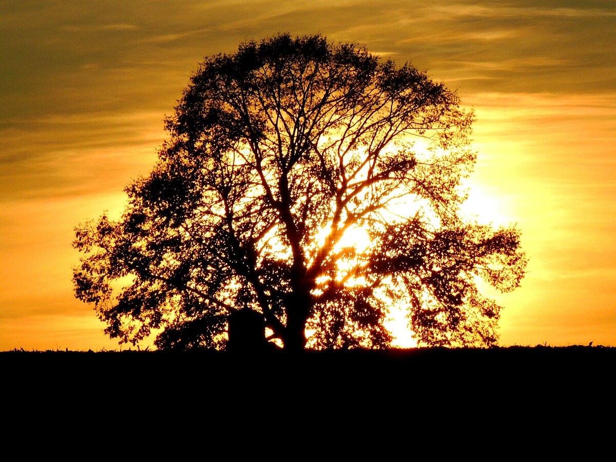 Sonnenuntergang hinter dem Lindenbaum an der Kapelle bei Neuhofen/Innkreis; 211115