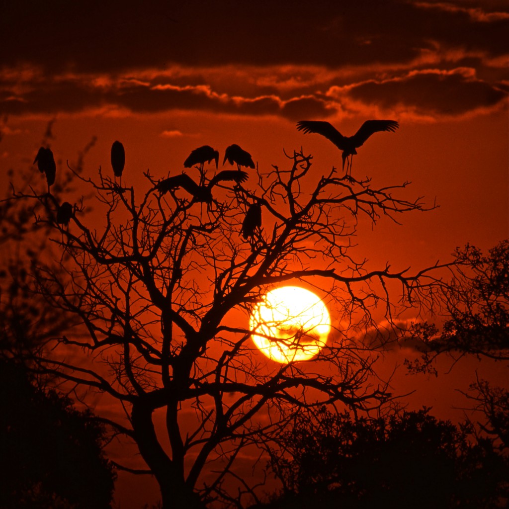 Sonnenuntergang mit Marabus, Krüger-Nationalpark im Oktober 1995