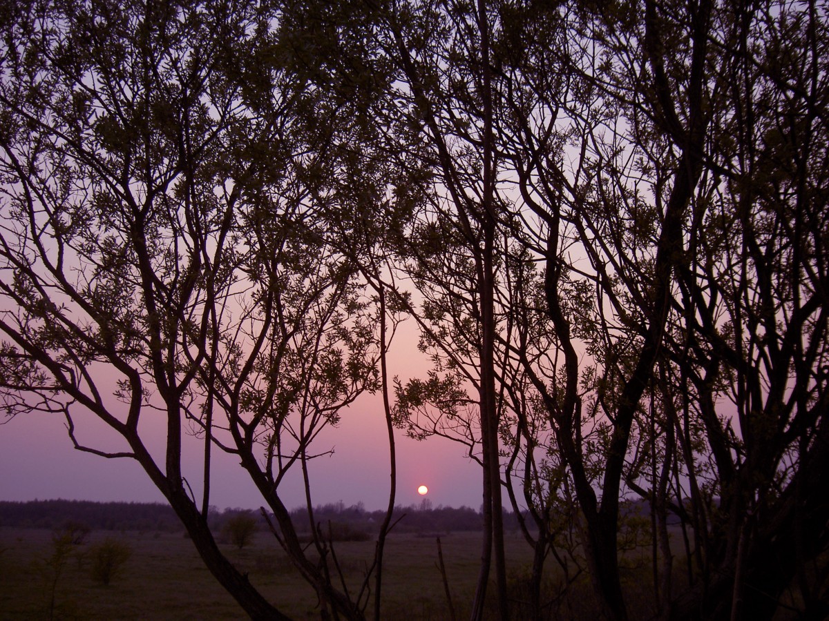 Sonnenuntergang im Naturschutzgebiet am Schäferhaus bei Flensburg. Aufnahme: Mai 2005.