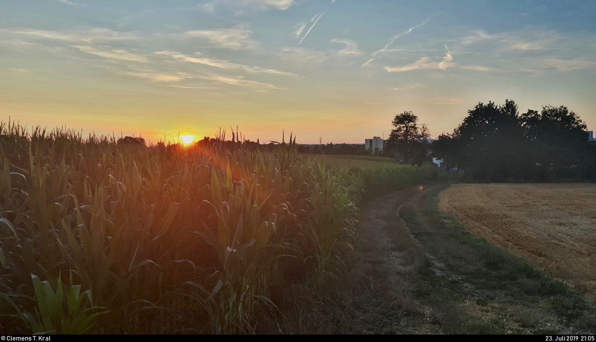 Sonnenuntergang über dem Maisfeld am südöstlichen Rand von Markgröningen (Kreis Ludwigsburg).
(Smartphone-Aufnahme)
[23.7.2019 | 21:05 Uhr]