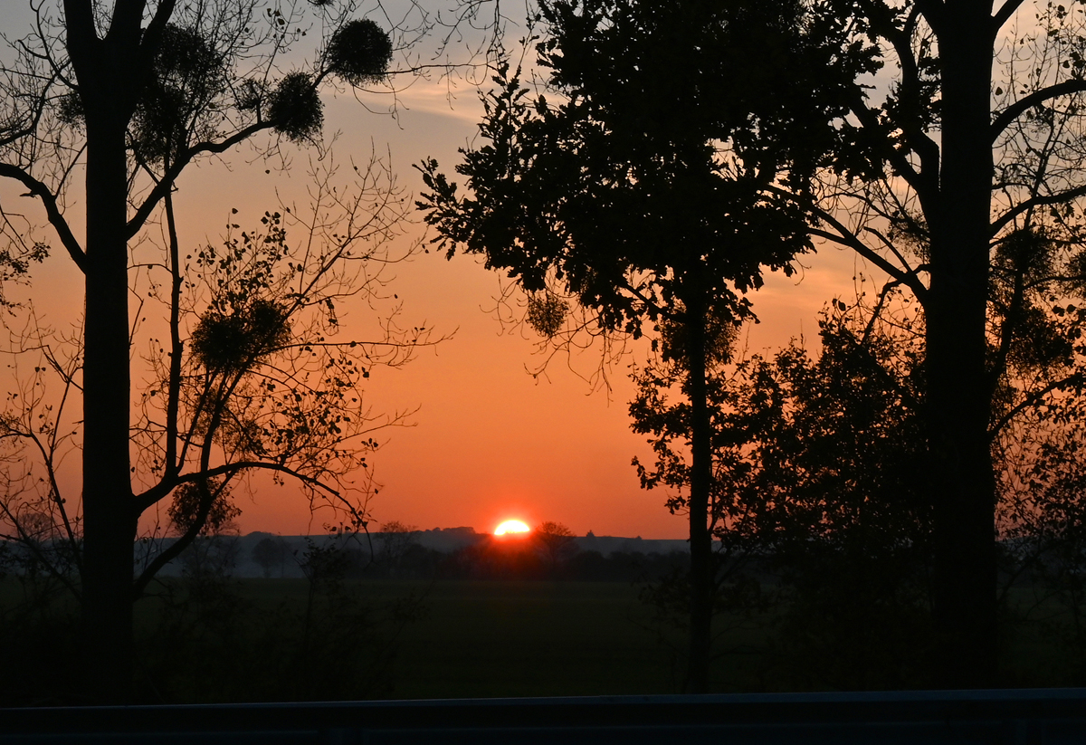 Sonnenuntergang über der Eifel durch die Bäume bei der Burg Ringsheim - 11.11.2021