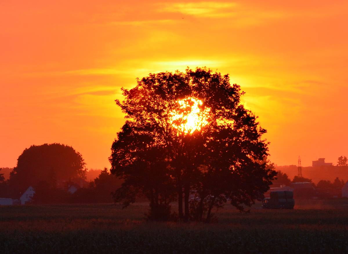 Sonnenuntergang über der Eifel durch den Baum betrachtet - bei Euskirchen 02.08.2015