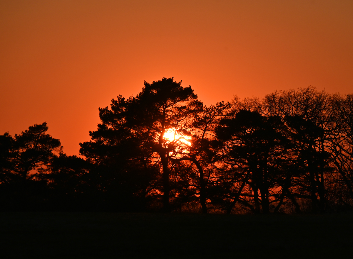 Sonnenuntergang versteckt hinter Baumgruppe in der Eifel - 04.03.2022